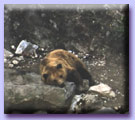 Castle Bears