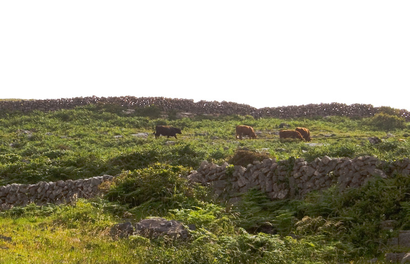 On Inishmore - note the spaces between the rocks making up the walls - it is to allow the wind to blow through them.