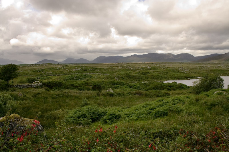 ... and here's a bog where it's from.