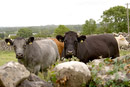 Never seen a grey cow before...