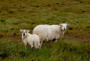 The locals look on.