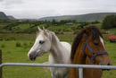 Fantastic horses.