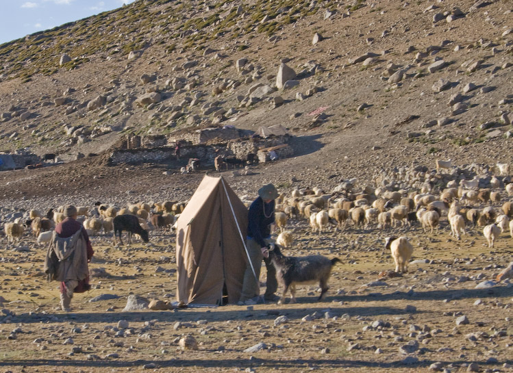 The goat wants to use our toilet tent!