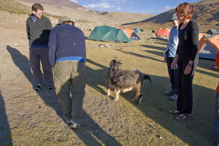 Meanwhile, the goat mingles and makes new friends.