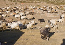 The goats come sweeping through camp late in the afternoon