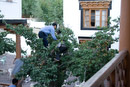 Staff of Hotel Kang Lha Chen picking apricots from tree in hotel courtyard (which were then served for dessert)