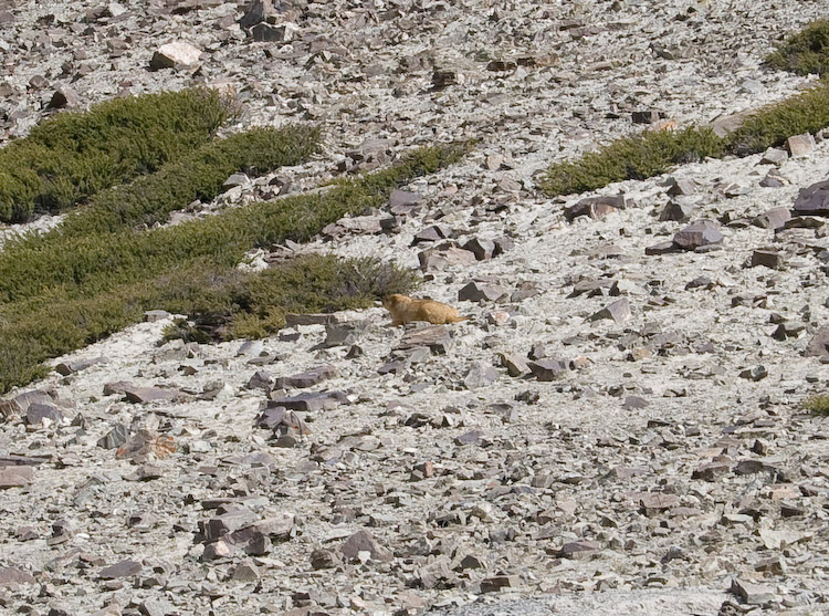 Marmots.