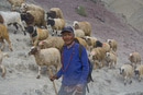 Sheperd with his flock.