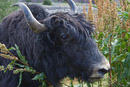 Village bull.