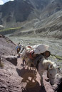 The horses pass us along the trail.