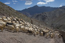 More sheep.