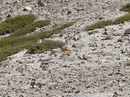 Marmots.