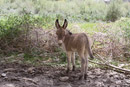 Charming baby donkey.