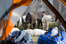 We lived in close quarters with the horses.